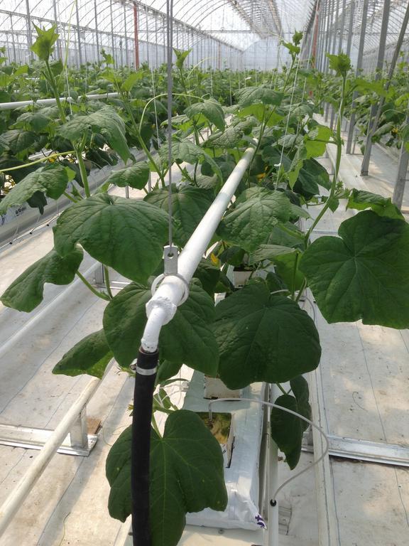 Greenhouse Heating System